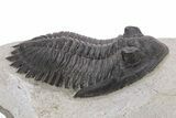 Detailed Hollardops Trilobite - Ofaten, Morocco #221034-3